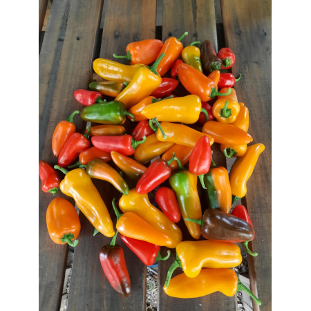 PAPRIKA SLADKÁ BABYBELL 1kg