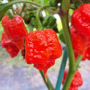 CAROLINA REAPER CELÁ RASTLINA 
