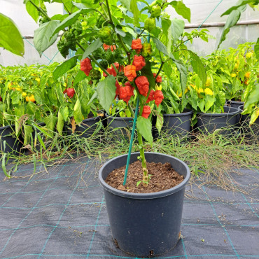 CAROLINA REAPER CELÁ RASTLINA 