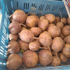 ČERVENÁ REPA - CVIKLA 1kg