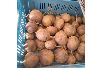 ČERVENÁ REPA - CVIKLA 1kg