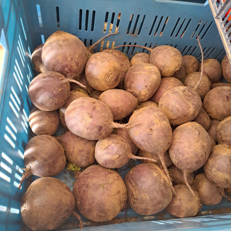 ČERVENÁ REPA - CVIKLA 1kg