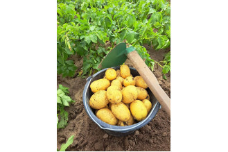 ZEMIAKY 2025 Super 1kg